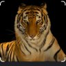 The Bengoogle Tiger🏉's profile picture