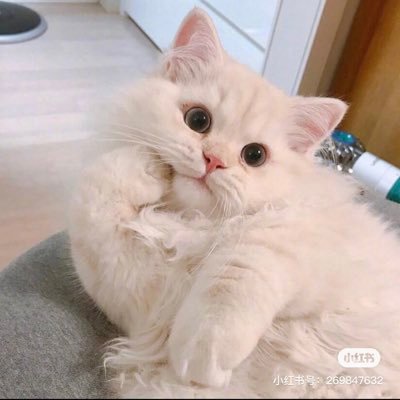 Yuyurongg's profile picture