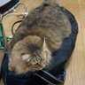 ゆきな@TUT profil fotoğrafı