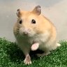 ちゃいまる's profile picture