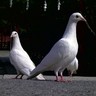 MC DOVE's profile picture