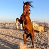 Фото профиля ا̍ڸــڜــڕٻۧــڣــہ