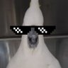 Profilbild von CoolCockatoo