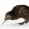 Kiwi 的头像