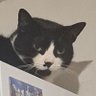 Profilbild von Autizmo_lord