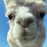 Alonso Pardo's profile picture