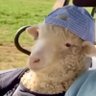 Edward Weisz's profile picture