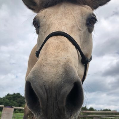 SAINOU_HORSE's profile picture