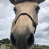 Profilbild von 西条農業高校同窓会馬術部功労馬を応援する会