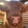 Fan of Animals 的头像