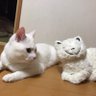 ☆ヨネリネコ☆08 的头像