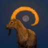 | Zembil |'s profile picture