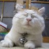 肥宅猫叔's profile picture