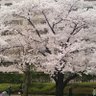 あしながおばさん 的头像