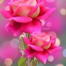 محمد الاخرس profil fotoğrafı