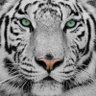 虎に profil fotoğrafı