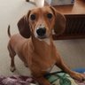 Jake and Delaney the Doxies's profile picture
