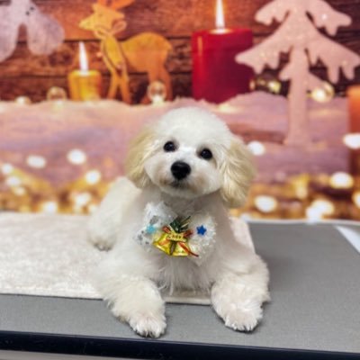 ポコのかわいいところ's profile picture