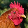 Leerares profil fotoğrafı