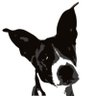 K9's profile picture