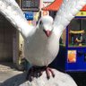 Simpler profil fotoğrafı
