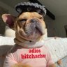 Вамос Битчачос profil fotoğrafı
