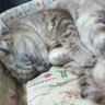 遥葵's profile picture