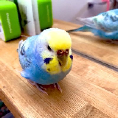 あまち/セキセイインコ/オカメインコ's profile picture
