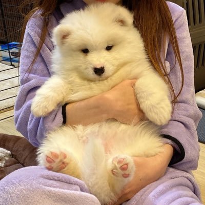 kohaku_Samoyed's profile picture