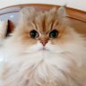 Megumi's profile picture