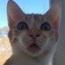 Profilbild von drissy