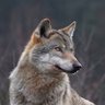 Profilbild von abofahad