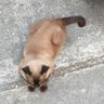 Фото профиля コラネコ