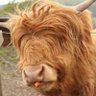 ニャホニャホたましろー's profile picture