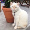 Bulut Tatlıtuğ profil fotoğrafı