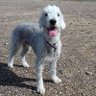 Фото профиля Monty Moo, Bedlington