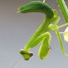 Фото профиля chiamu*T