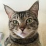 Фото профиля ねこのきもち🐾
