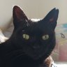 Фото профиля Bagheera