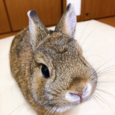 幸せの香り's profile picture