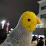 ヨシミール profil fotoğrafı