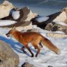 Shellifox 的头像
