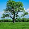 Фото профиля BraveTree