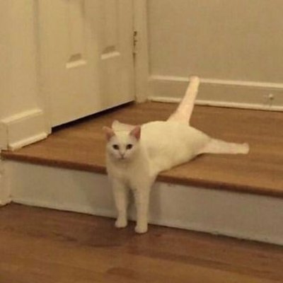 No Context Cats's profile picture