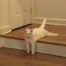 Фото профиля No Context Cats