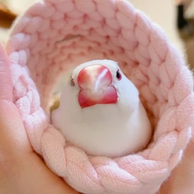 白桜文鳥's profile picture