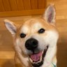 Profilbild von kouko