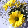 فؤاد الثقفي ... profil fotoğrafı