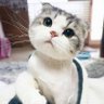 小貓劍客's profile picture