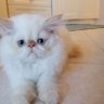 Adaraff 🐈😻's profile picture